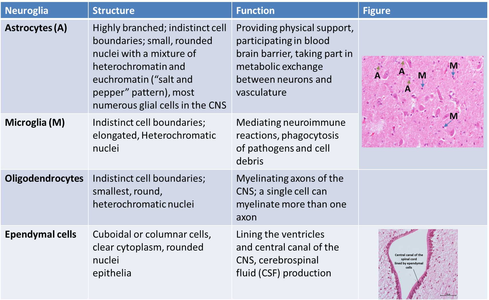 Simple Squamous